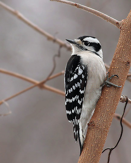 Dzieciol Kosmaty(Picoides pubescens)