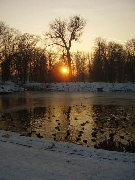 Drzewo milości