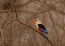 grey-headed kingfisher, czyli zapewne zimorodek szarogłowy.. czy jakiśtam