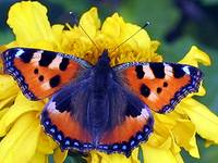 Motyl