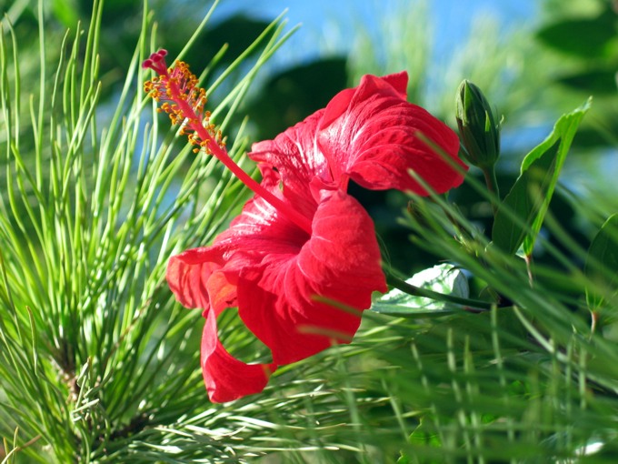 Hibiscus rosa-sinensis