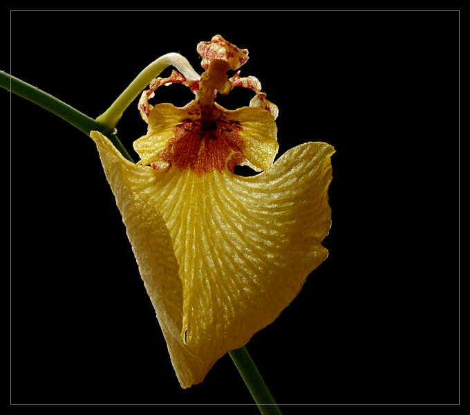 Oncidium 6