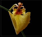 Oncidium 6