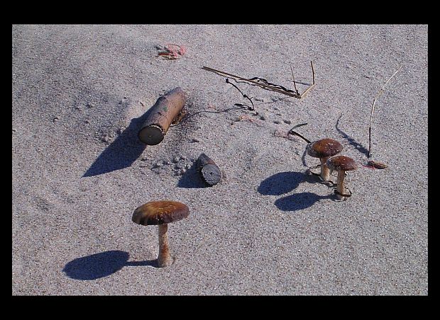 Psathyrella ammophila