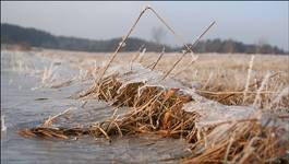 grass vs ice