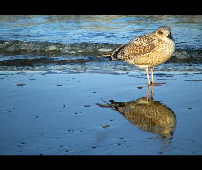 Sea gull...