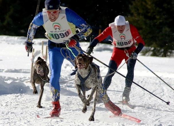 Skijoring