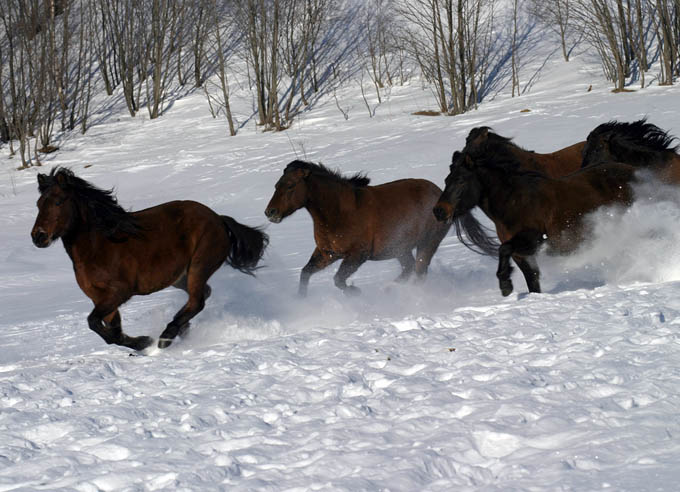 Hucuły w Wołosatem - Bieszczady