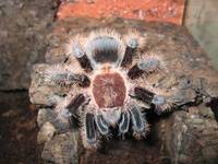 Brychypelma albopilosum