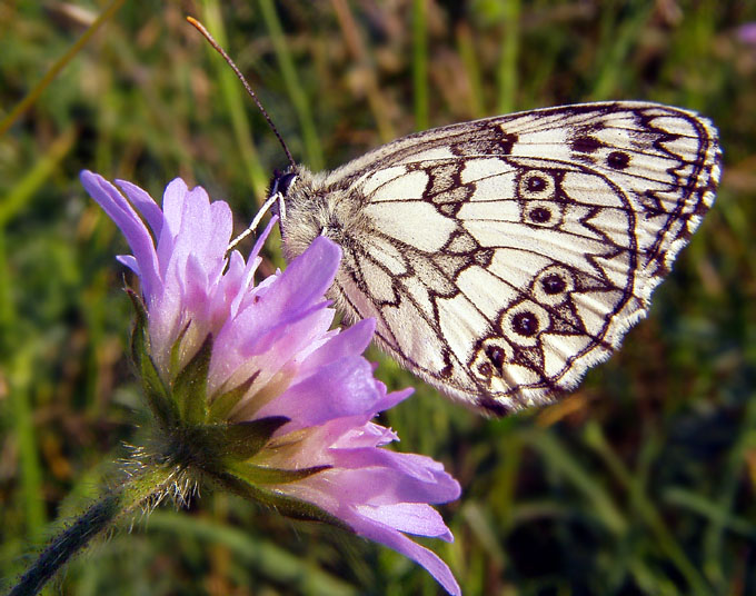 Szachownica galatea II