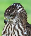 Cooper&#039s Hawk