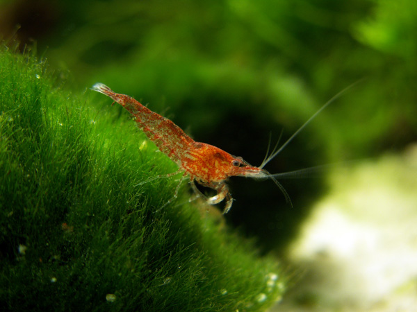 Krewetka: Neocaridina denticulata sinensis "Fire Red"