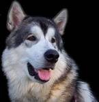 Alaskan malamute - potęga łagodności