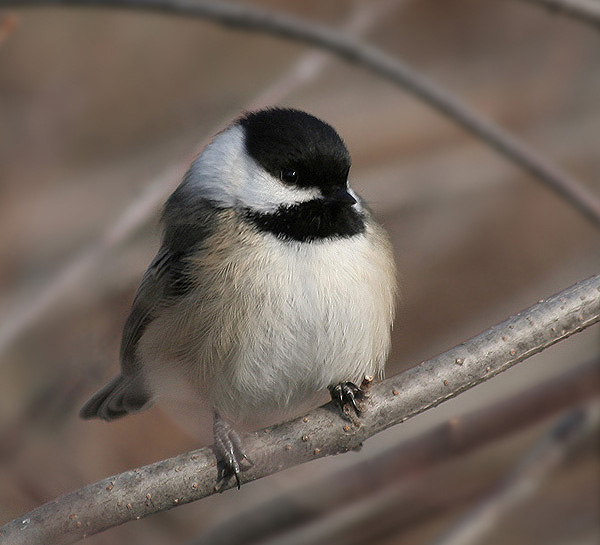 Sikora jasnoskrzydla(Parus atricapillus)