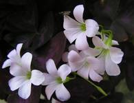 Oxalis Triangularis