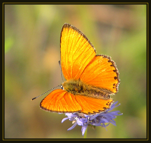  Czerwończyk dukacik,  Lycaena virgaureae