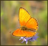  Czerwończyk dukacik,  Lycaena virgaureae