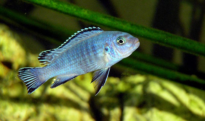 pseudotropheus socolofi