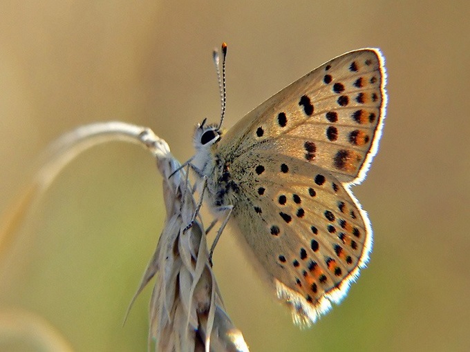 Motyl