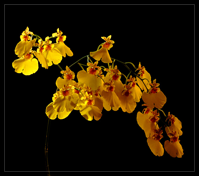 Oncidium 7