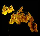 Oncidium 7