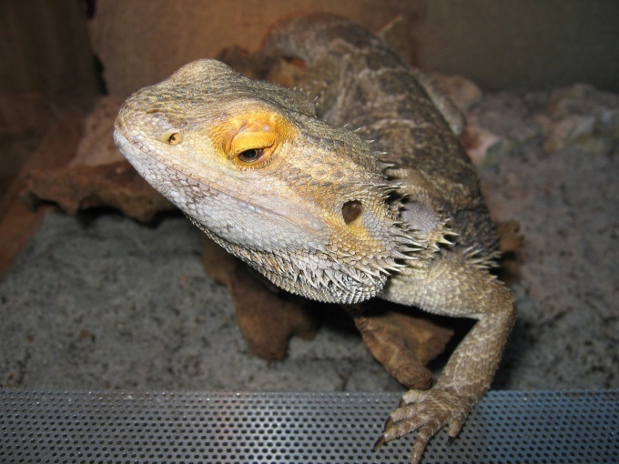 Pogona vitticeps