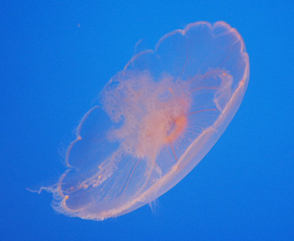 Meduza