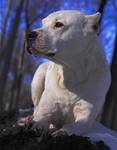 dogo argentino