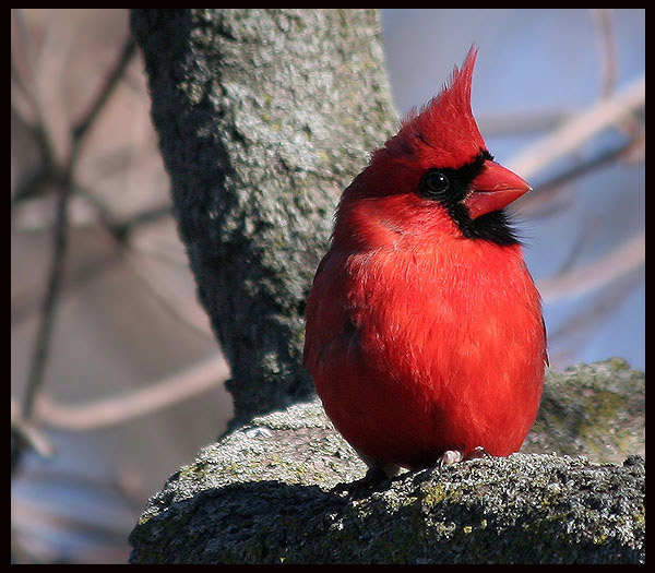 Kardynal(Cardinalis cardinalis)-samiec