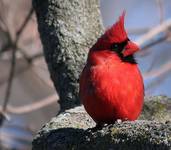 Kardynal(Cardinalis cardinalis)-samiec