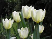 Tulipany [3]