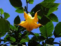 Datura