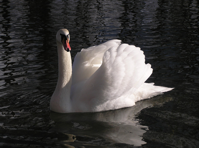 Na szczęście bez H5N1...