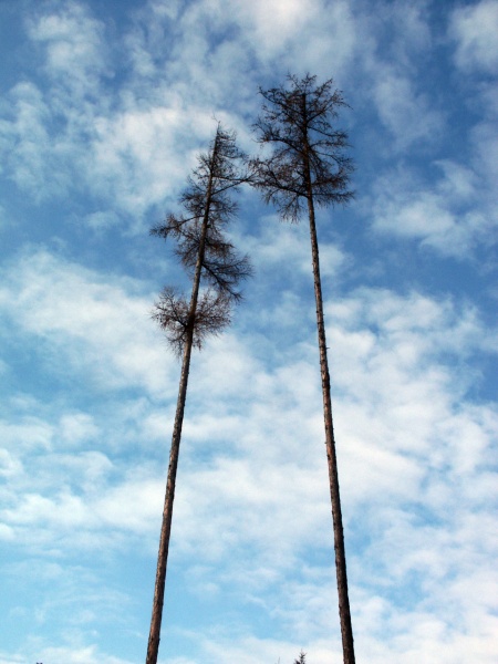 Naturalny porządek