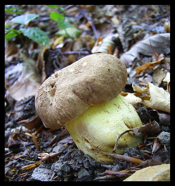 Boletus appendiculatus