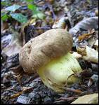 Boletus appendiculatus