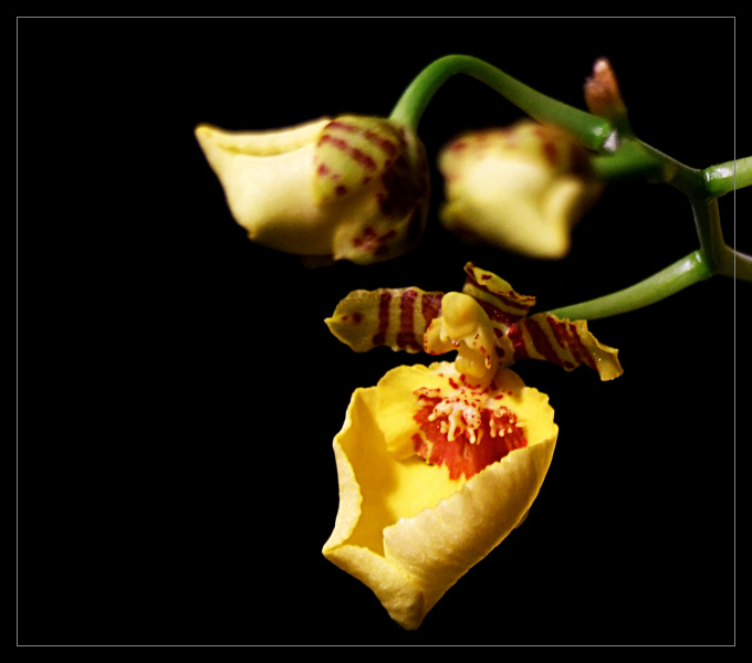 Oncidium 8