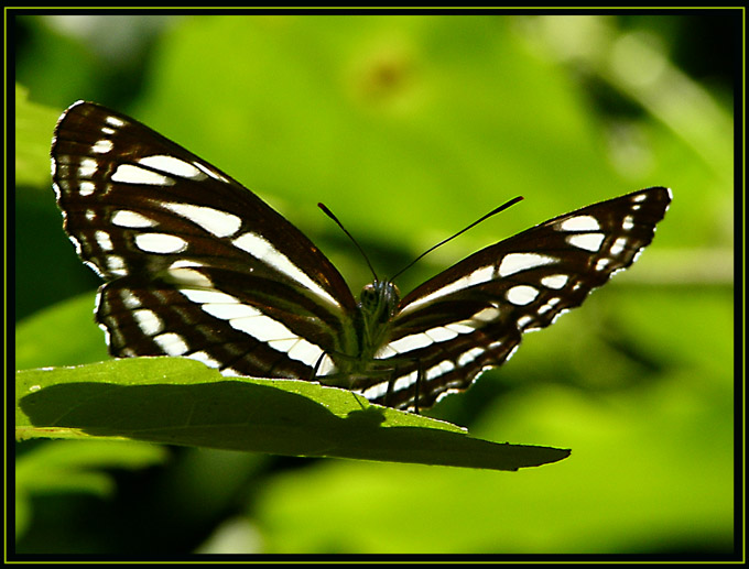 Motyl