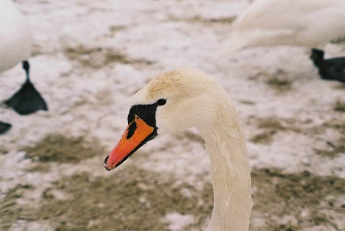 łabądź śnieżną porą :)