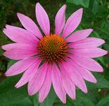 echinacea