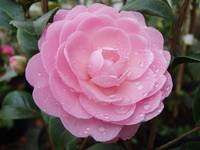 camellia-1