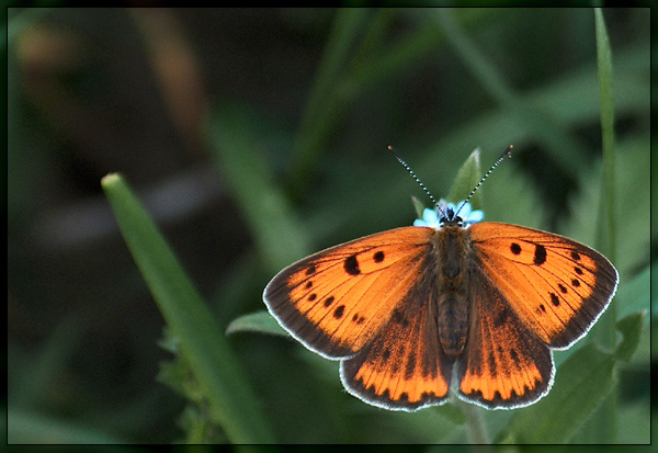 Lycaena virgaureae