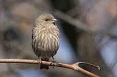 Dziwonia ogrodowa-samica (carpodacus mexicanus)