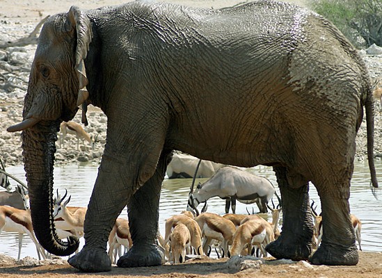 waterhole w Okaukuejo