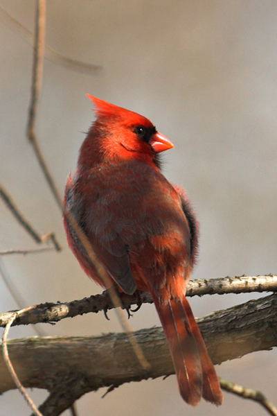 Northern Cardinal