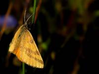 Lythria cruentaria (=Lythria rotaria)