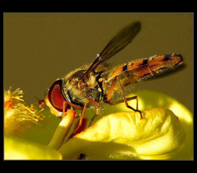 ** Pestřenka **