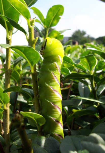 Green Caterpillar