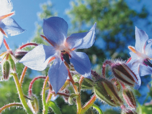 flowers in Zingaro