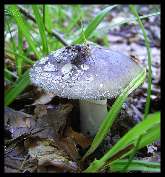 Amanita spissa